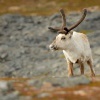 Sob polarni - Rangifer tarandus - Reindeer 6114
